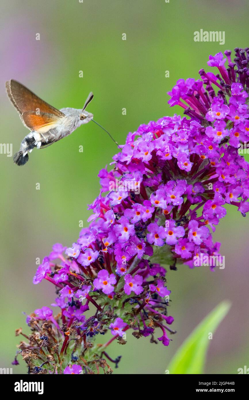 Hummingbird Hawk-Moth nutrendosi di Buddleja Flower Butterfly Nectaring Buddleia davidii Buzz Pink Purple Macroglossum stellatarum Hummingbird Hawk-Moth Foto Stock