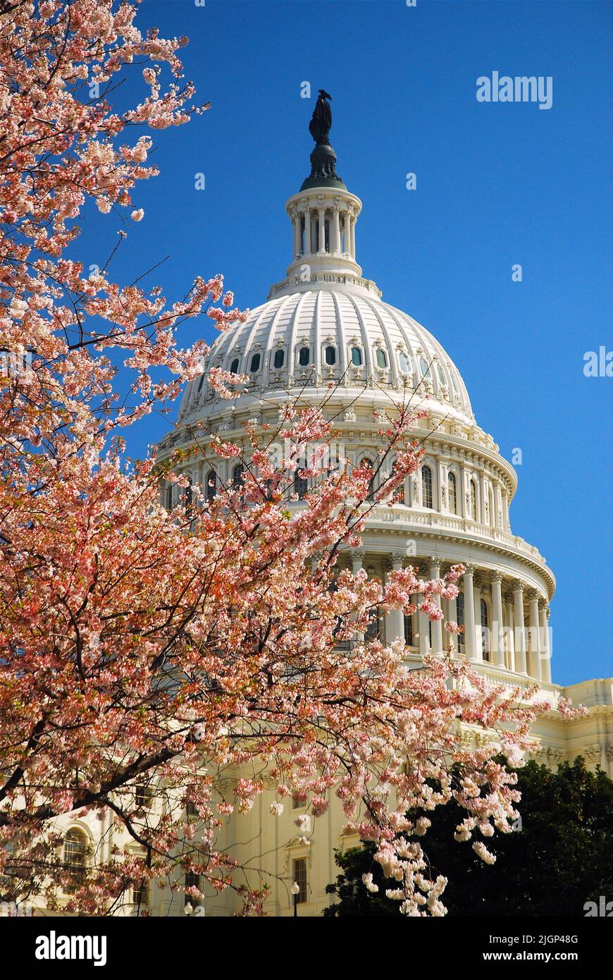 Fiori di ciliegio rosa incorniciano la grande cupola del Campidoglio degli Stati Uniti in una soleggiata giornata primaverile a Washington DC Foto Stock