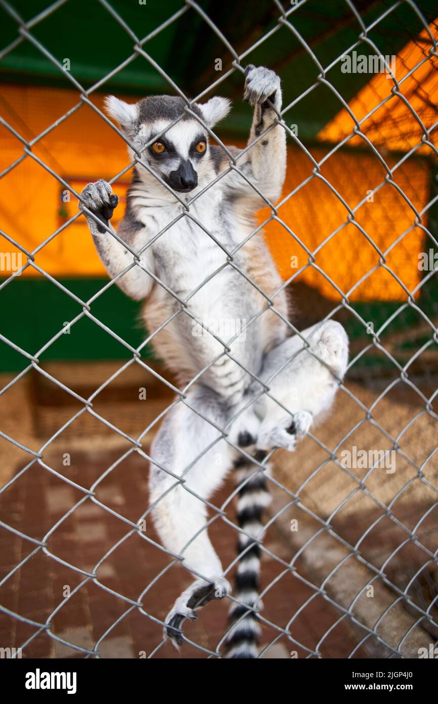 Lemure catta con coda ad anello Lemur è un grande primato strepsirrhine e il più riconosciuto lemure grazie alla sua lunga coda ad anello nera e bianca. Foto Stock
