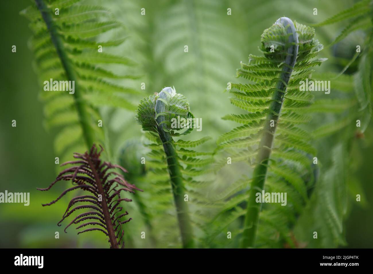 Fern. Foglie arrotolate di una giovane felce nella foresta in primavera Foto Stock