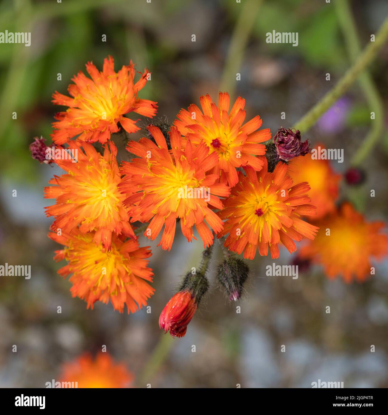 Fiori di alghe arancioni del Regno Unito naturalizzato fiore selvaggio, Pilosella aurantiaca, una fuga perenne hardy da giardini cottage Foto Stock