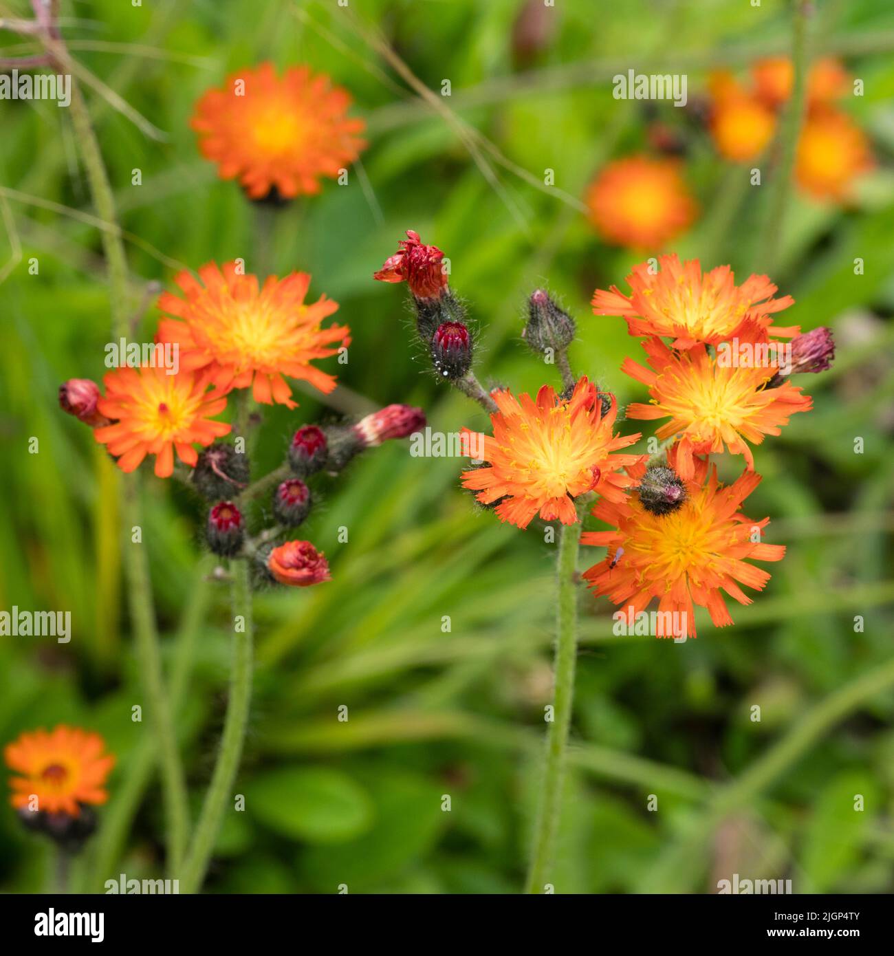 Fiori di alghe arancioni del Regno Unito naturalizzato fiore selvaggio, Pilosella aurantiaca, una fuga perenne hardy da giardini cottage Foto Stock