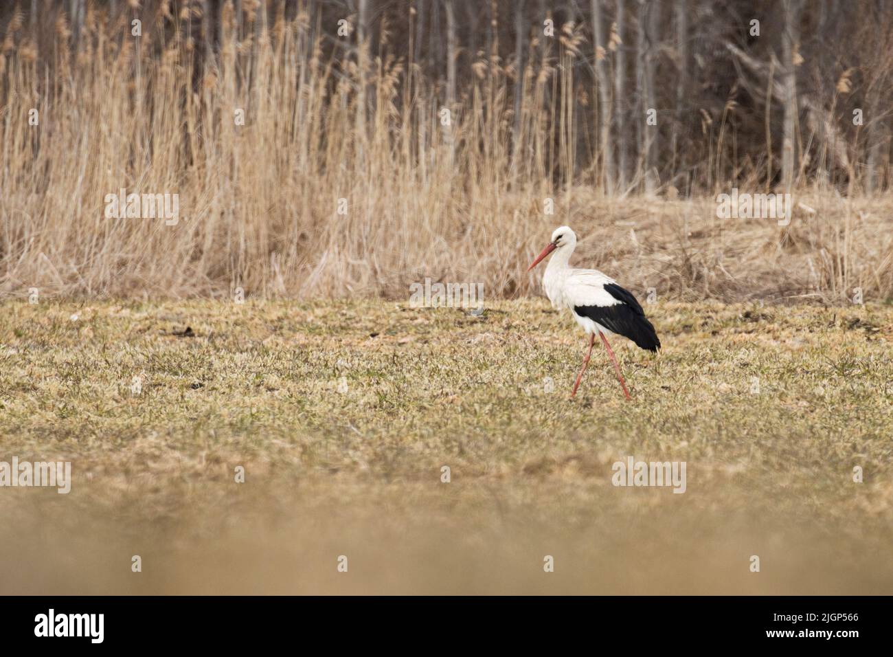 Grande uccello europeo, cicogna bianca camminando su una prateria primaverile durante una serata Foto Stock