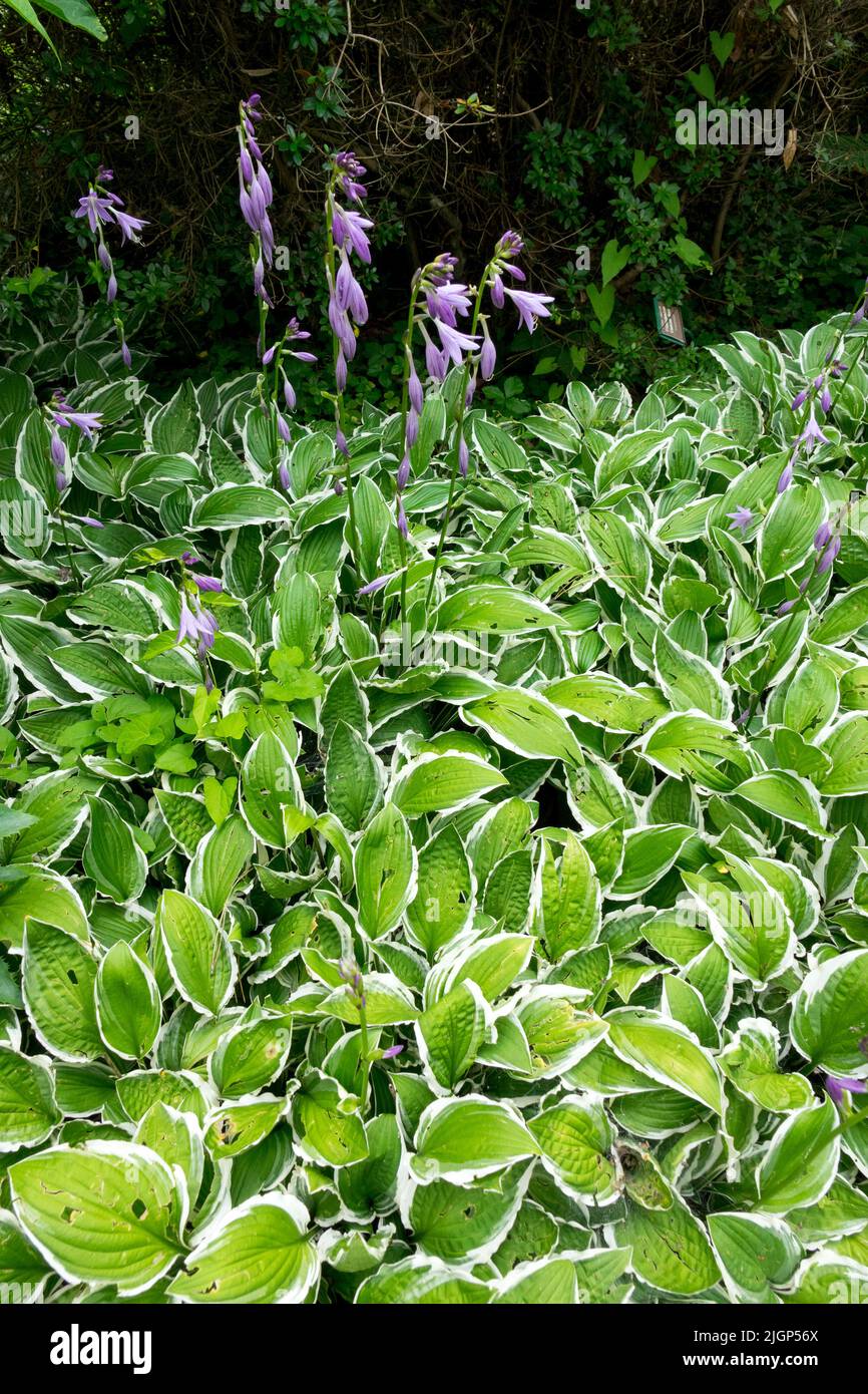 Plantain Lily, Hosta 'Gimme' Foto Stock