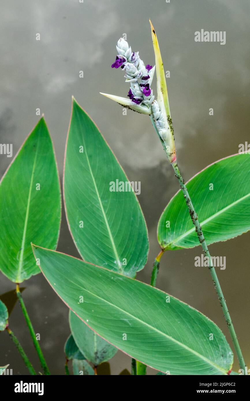 Thalia dealbata, bandiera a coccodrillo in polvere, fiore, foglie Foto Stock