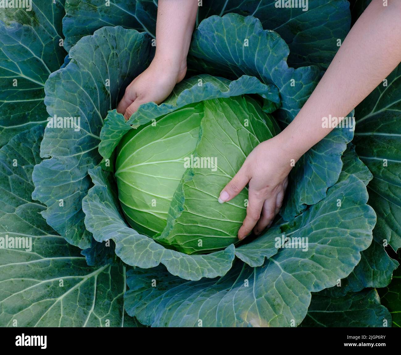 Primo piano di mani femminili che raccolgono un cavolo fresco verde di grandi dimensioni che matura le teste che crescono nel campo agricolo Foto Stock