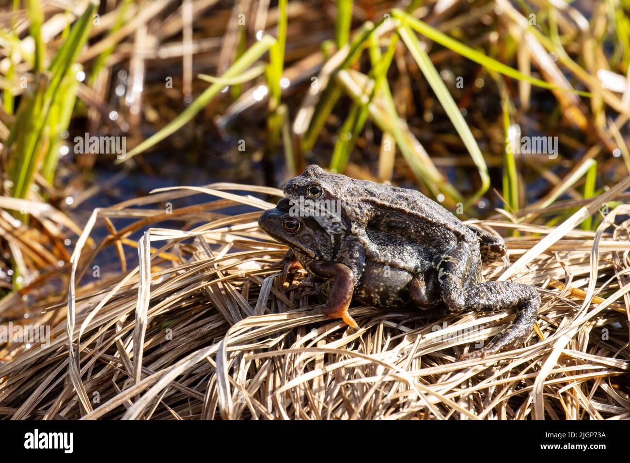 Le rane comuni europee si accoppiano in una calda giornata primaverile in Estonia Foto Stock