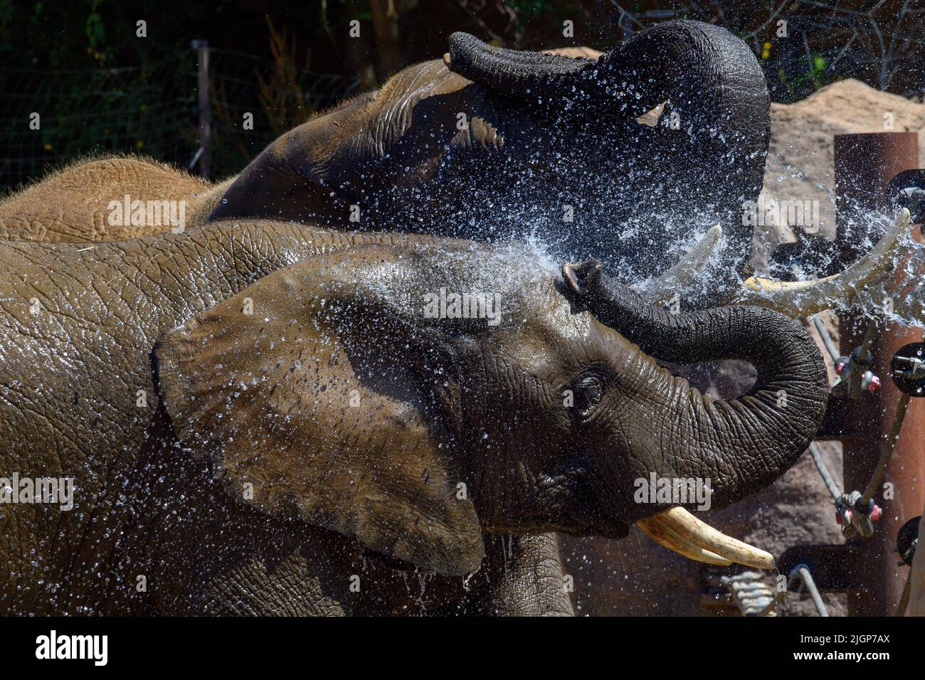 Magdeburg, Germania. 12th luglio 2022. Due elefanti si lasciarono raffreddare con acqua da un allevatore di animali nel recinto Africambo dello Zoo di Magdeburg. I pachidermi amano visibilmente il raffreddamento a temperature intorno ai 25 gradi Celsius. Si prevede che nei prossimi giorni si scalderà e si riscalderà. I meterologi si aspettano un'onda di calore all'inizio della prossima settimana. Credit: Klaus-Dietmar Gabbert/dpa/Alamy Live News Foto Stock