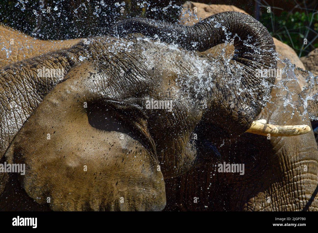 Magdeburg, Germania. 12th luglio 2022. Due elefanti si lasciarono raffreddare da un allevatore di animali nella recinzione Africambo allo Zoo di Magdeburg. I pachidermi amano visibilmente il raffreddamento a temperature intorno ai 25 gradi Celsius. Si prevede che nei prossimi giorni si scalderà e si riscalderà. I meterologi si aspettano un'onda di calore all'inizio della prossima settimana. Credit: Klaus-Dietmar Gabbert/dpa/Alamy Live News Foto Stock