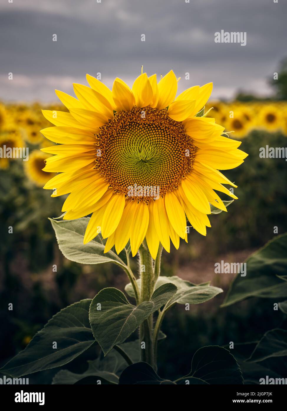 Girasole in primo piano con un cielo nuvoloso e un campo di girasole sullo sfondo, una vivace immagine della natura estiva che simboleggia la crescita, l'agricoltura e la Foto Stock