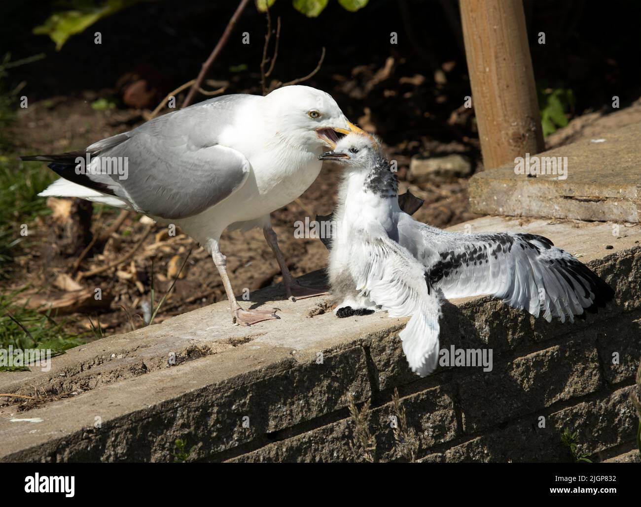 Gabbiani di aringa sono predatori voraci così come cavengers efficienti. Qui si attacca un giovane Kittiwake che è caduto dal nido. Foto Stock