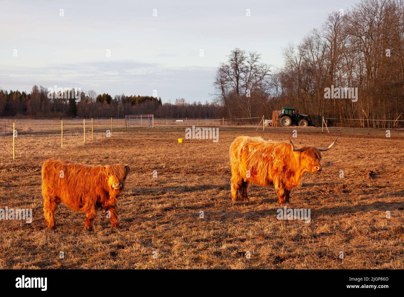 Gruppo di bovini Higland in una serata primaverile in Estonia, Nord Europa Foto Stock
