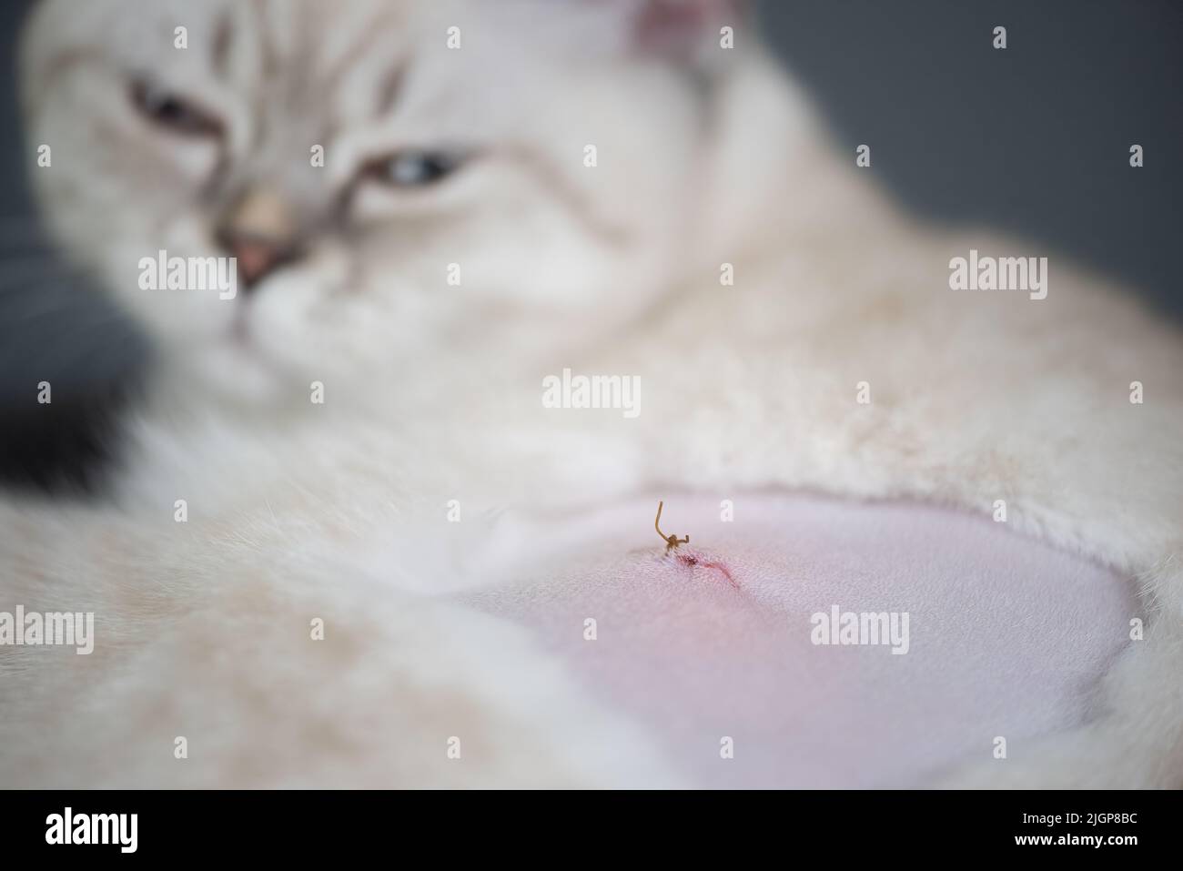 Sterilizzazione gatta immagini e fotografie stock ad alta risoluzione -  Alamy
