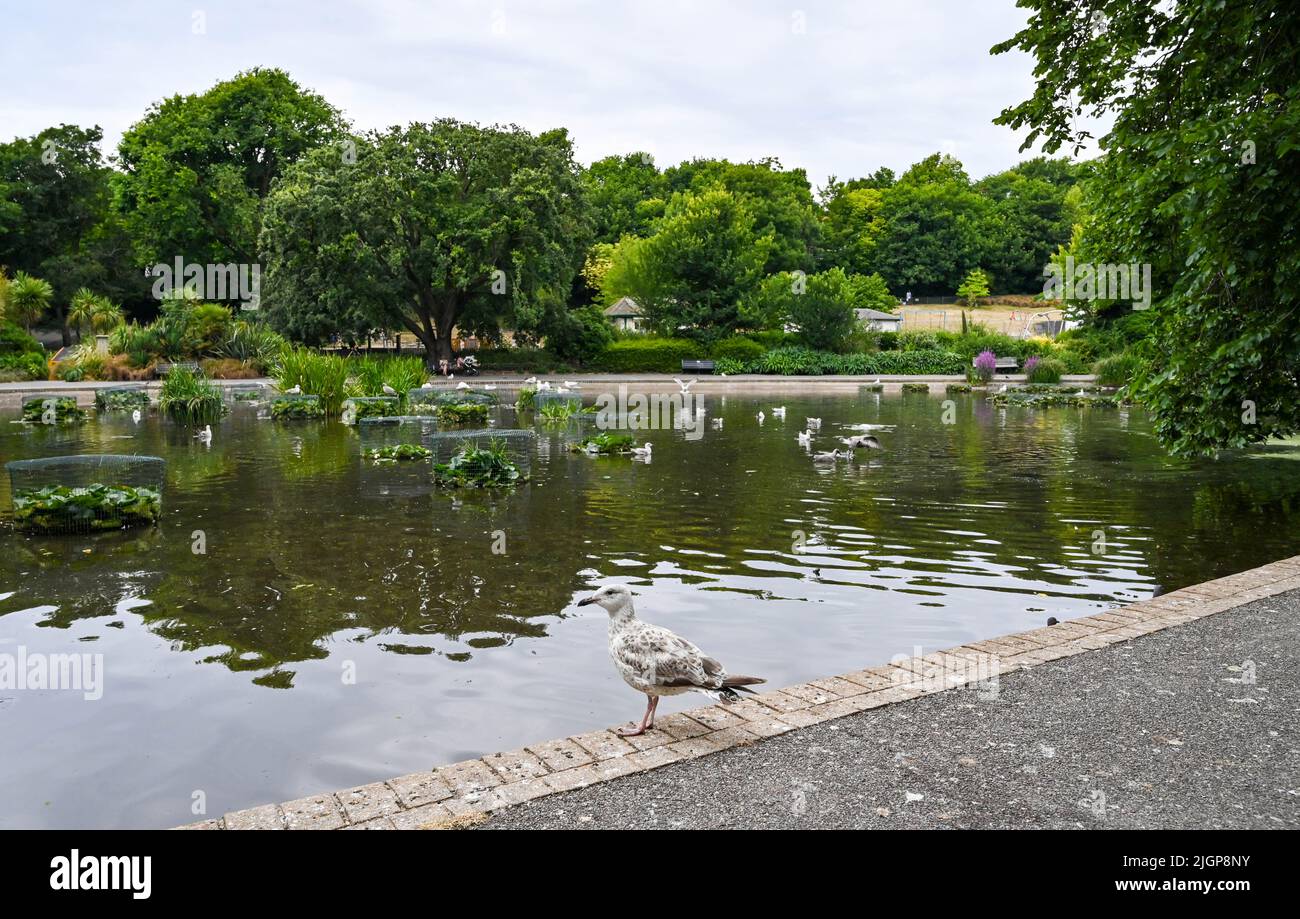 Brighton UK 12th Luglio 2022 - l'influenza di uccello è stata trovata in Queens Park , Brighton dove il consiglio comunale ha messo in su i segni che avvertiscono la gente di non maneggiare alcun uccello ammalato : Simon di accreditamento Dack / Alamy Live News Foto Stock