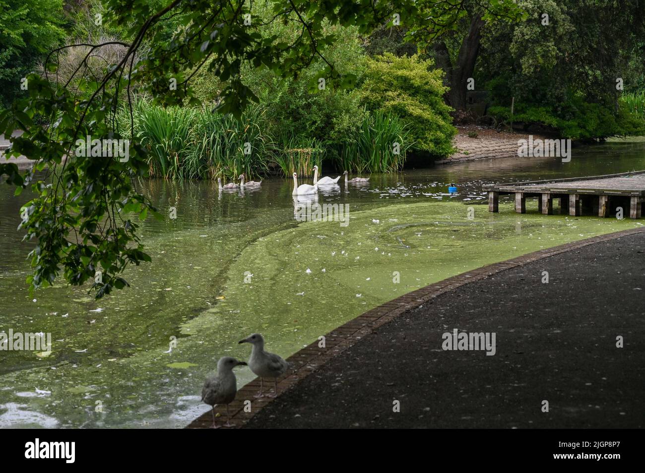 Brighton UK 12th luglio 2022 - cigni e i loro cigneti sullo stagno di Queens Park a Brighton dove è stato trovato l'influenza di uccello e il consiglio comunale hanno messo in su i segni che avvertono la gente di non maneggiare alcun uccello malato : Simon Dack di accreditamento / Alamy Live News Foto Stock