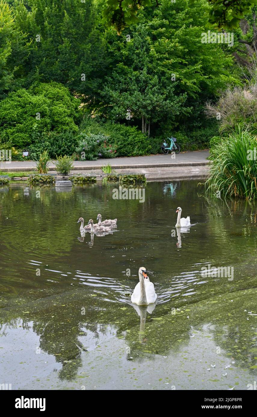 Brighton UK 12th luglio 2022 - cigni e i loro cigneti sullo stagno di Queens Park a Brighton dove è stato trovato l'influenza di uccello e il consiglio comunale hanno messo in su i segni che avvertono la gente di non maneggiare alcun uccello malato : Simon Dack di accreditamento / Alamy Live News Foto Stock