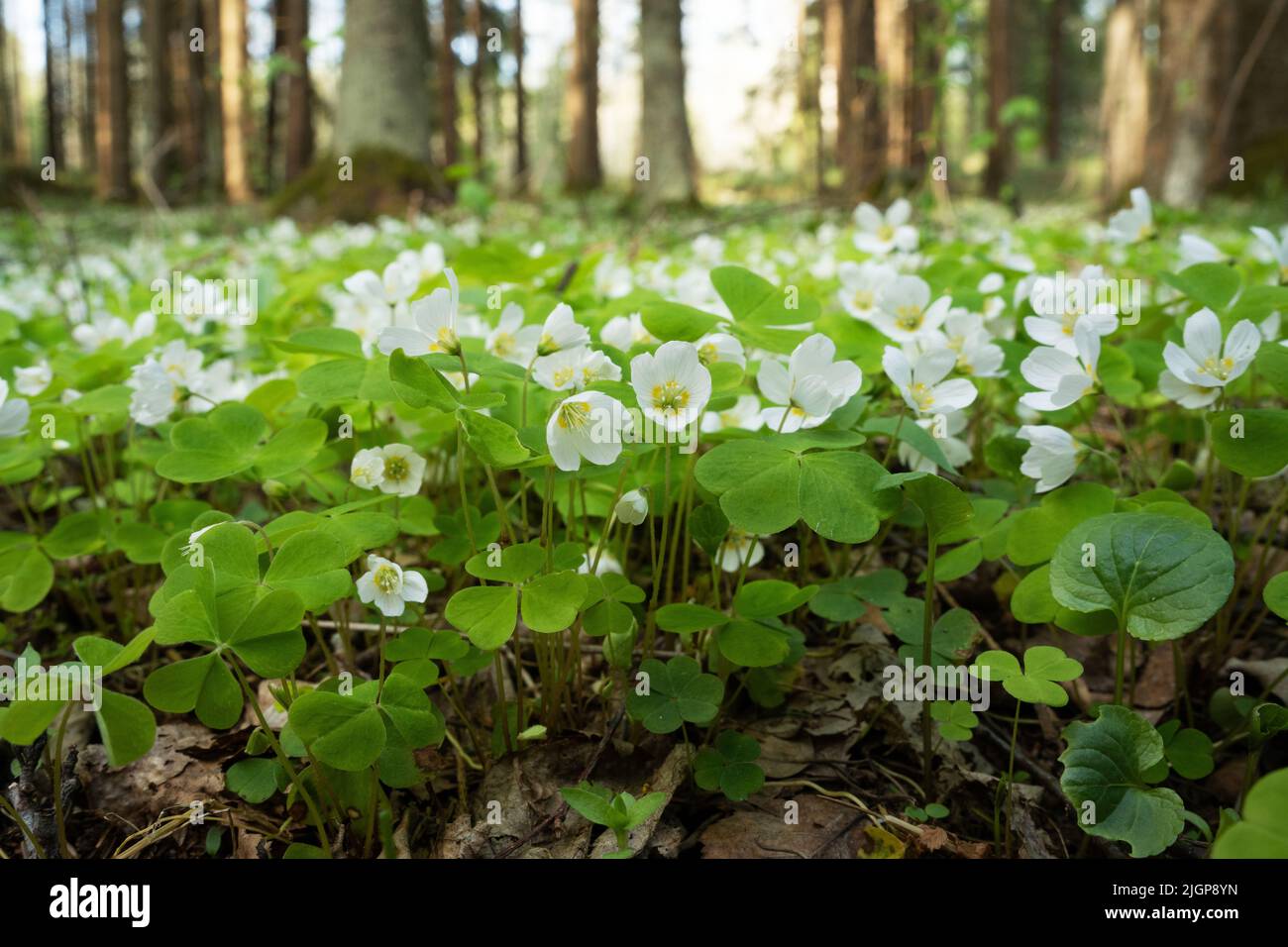 Scatto ad angolo basso di legno comune sorrel, Oxalis acetosella fiore in una tarda serata di primavera nella foresta boreale estone Foto Stock