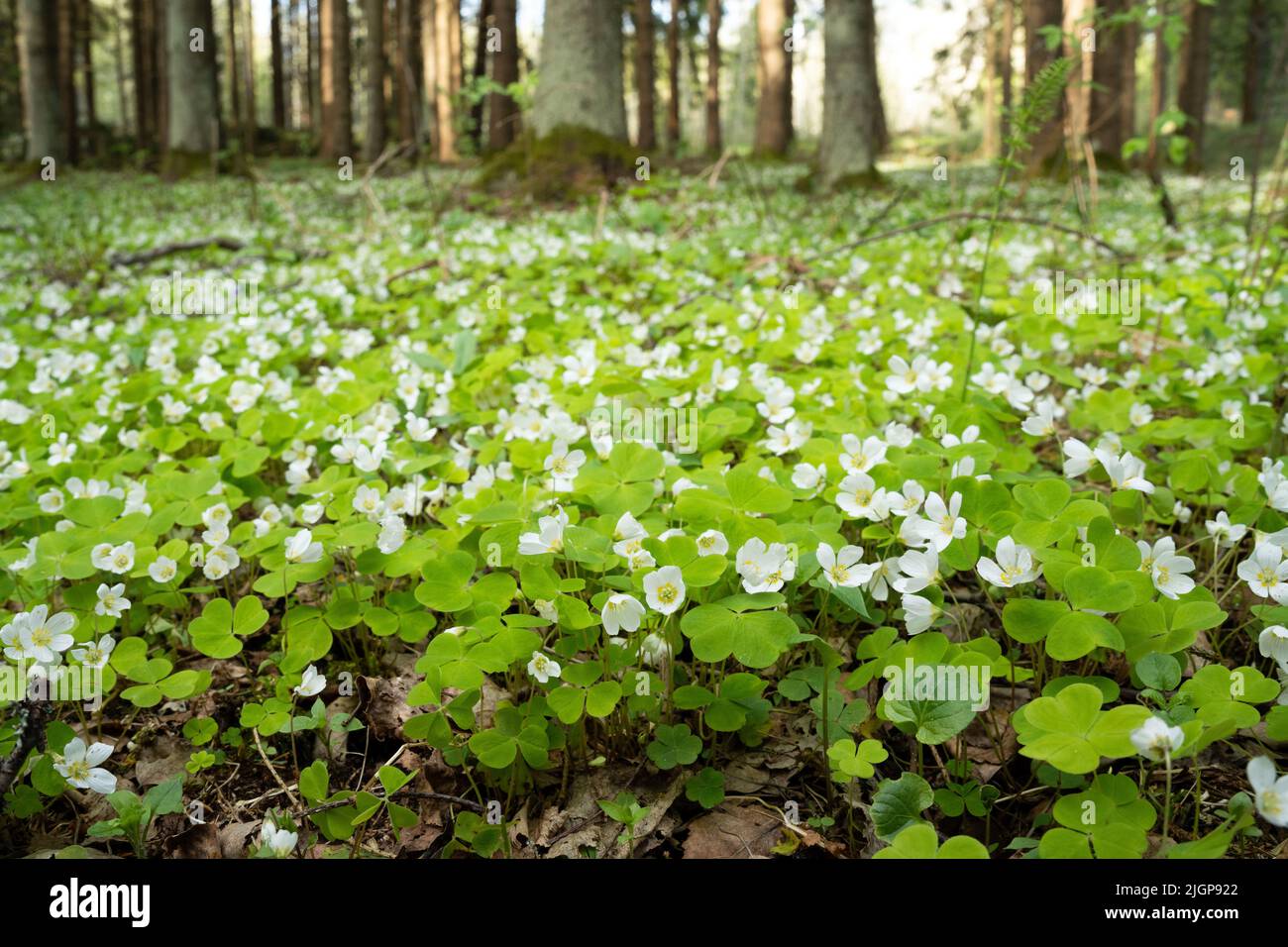 Scatto ad angolo basso di legno comune sorrel, Oxalis acetosella fiore in una tarda serata di primavera nella foresta boreale estone Foto Stock