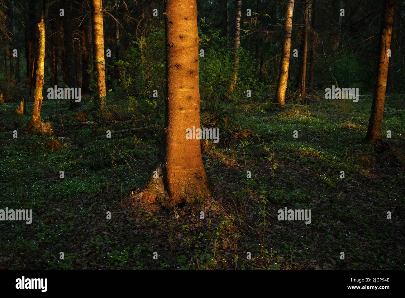 Splendida luce del tramonto in una foresta boreale tardo primaverile oscura in Estonia Foto Stock