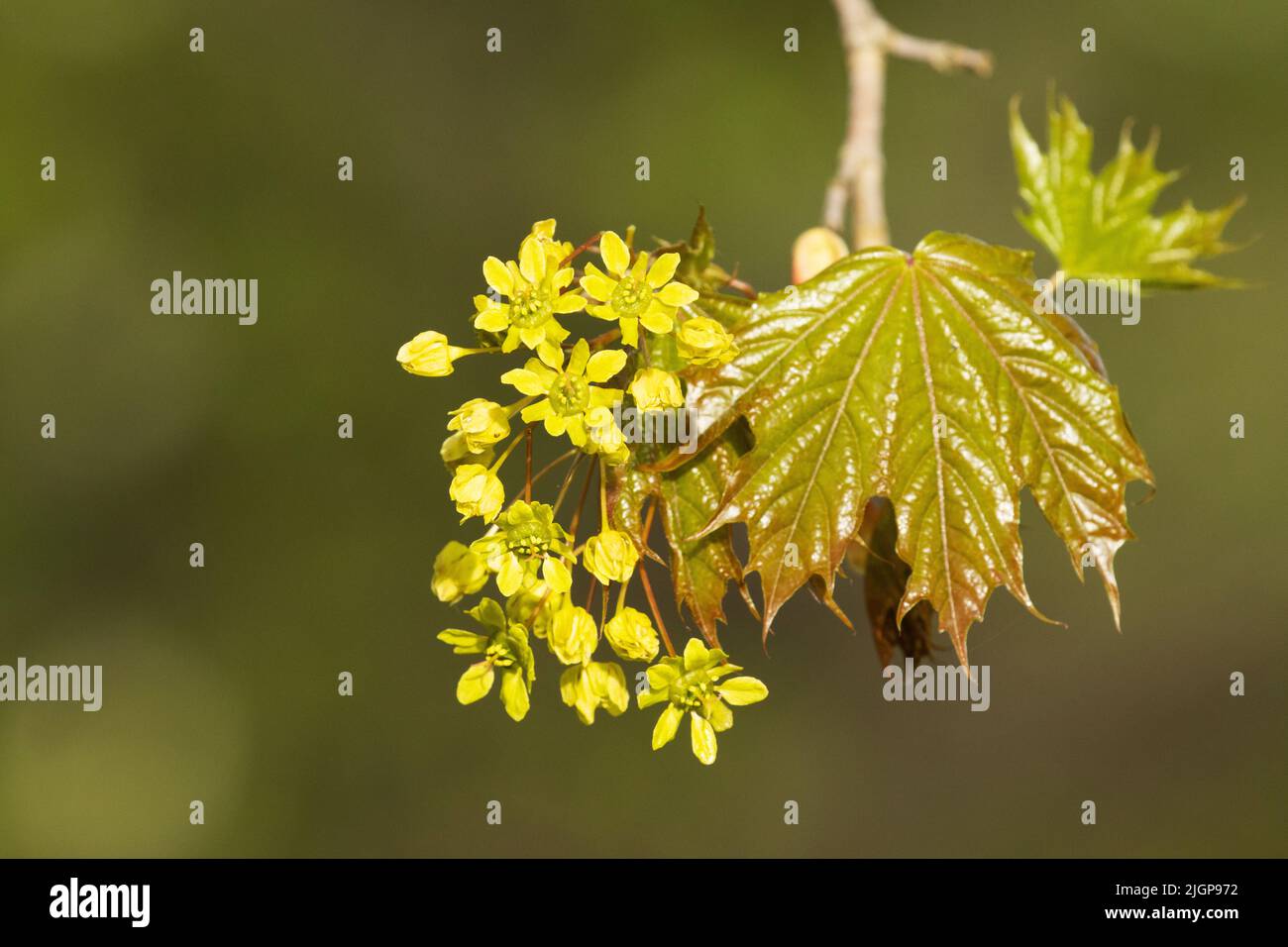 Primo piano di acero norvegese fiorito, Acer platanoides nella foresta boreale estone Foto Stock