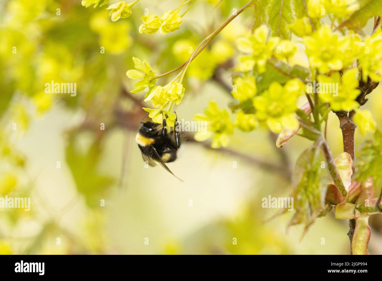 Bumblebee in visita di fresche fioriture di acero norvegese in una giornata di primavera in Estonia, Nord Europa Foto Stock