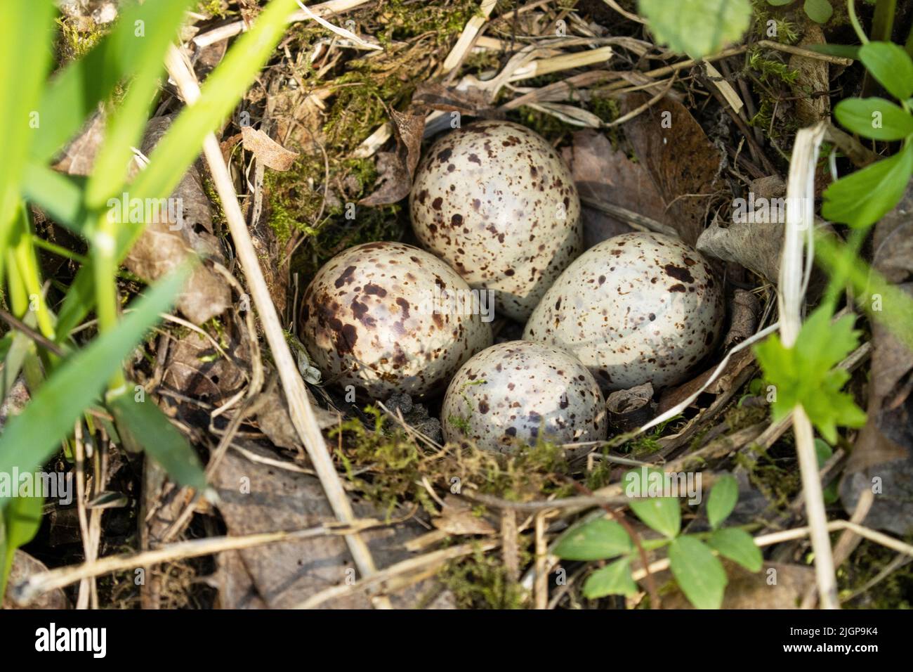 Quattro comuni sandpiper, Actis hypoleucos uova in un nido Foto Stock