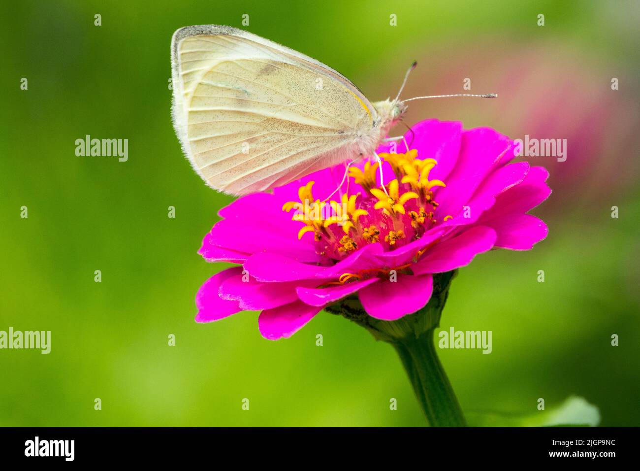 Farfalla sul fiore Zinnia elegans, piccolo cavolo farfalla bianca, Pieris rapae farfalla Zinnia Foto Stock