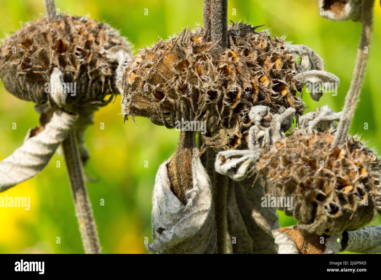 Teste di fiore essiccate di Phlomis russeliana Foto Stock