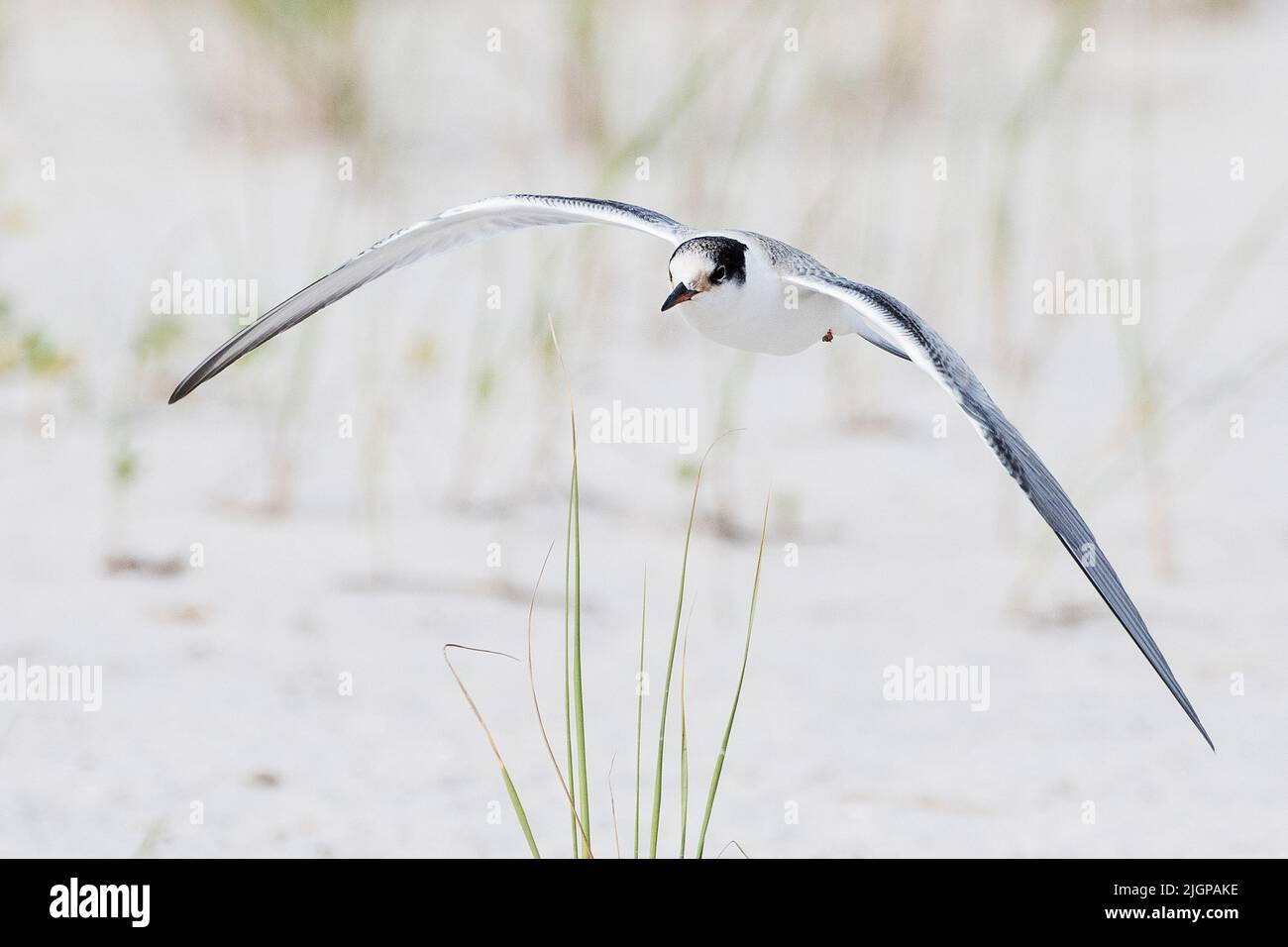 Volo di terna comune giovanile Foto Stock