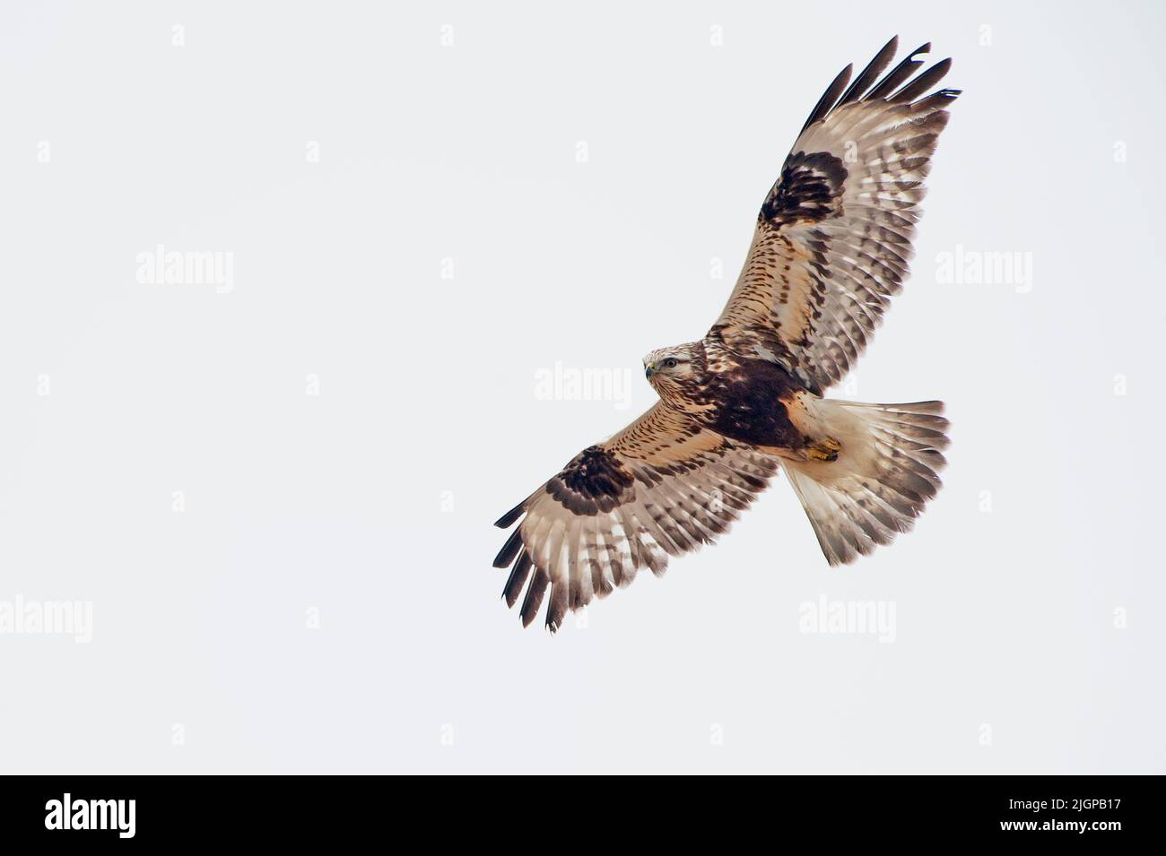 Il falco ruvido-zampe che salgono volo i Foto Stock