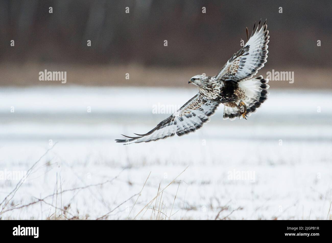 Volo di falco a zampe irregolari in inverno Foto Stock