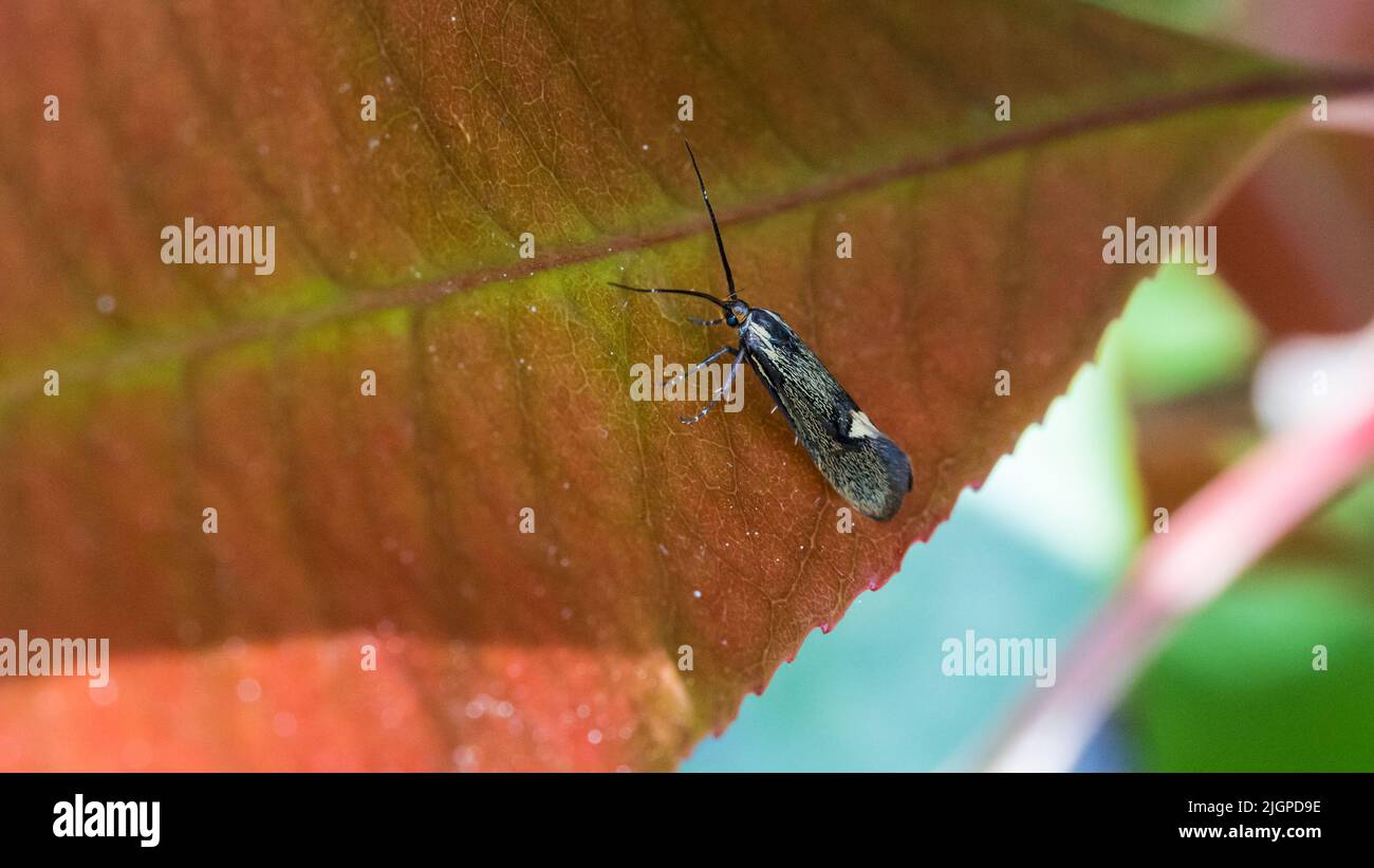 Una macroscopa di una piccola falena di sulfurella di esperia poggiata su una foglia rossa di un cespuglio di rapine rosso. Foto Stock