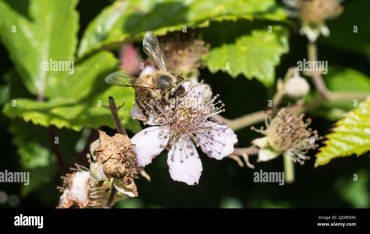 Una macroscia di un'ape di miele che raccoglie il polline da una fioritura di cespugli di bramble. Foto Stock
