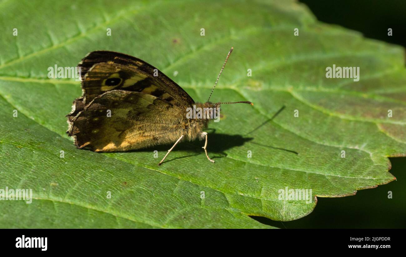 Un colpo di una farfalla di legno macchiata che poggia su una foglia verde. Foto Stock