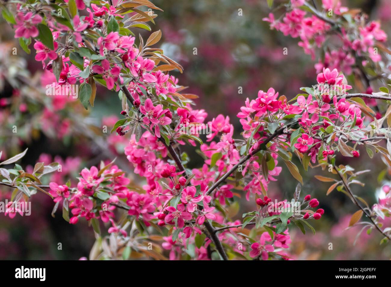 Fiore rosa di melo, bellissimi fiori sul ramo. Primavera melo delicato vibrante fiori rosa fioriscono in giardino con sfondo sfocato Foto Stock