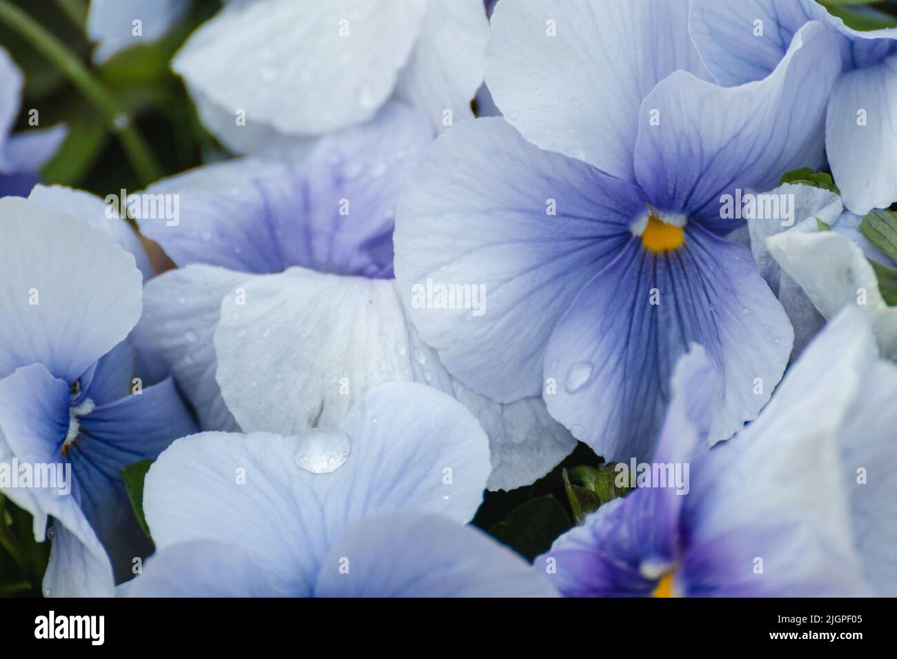 La viola blu Cornuta impreziosisce i fiori con i teneri petali in primo piano, lo sfondo floreale con fiori in fiore con le gocce d'acqua Foto Stock