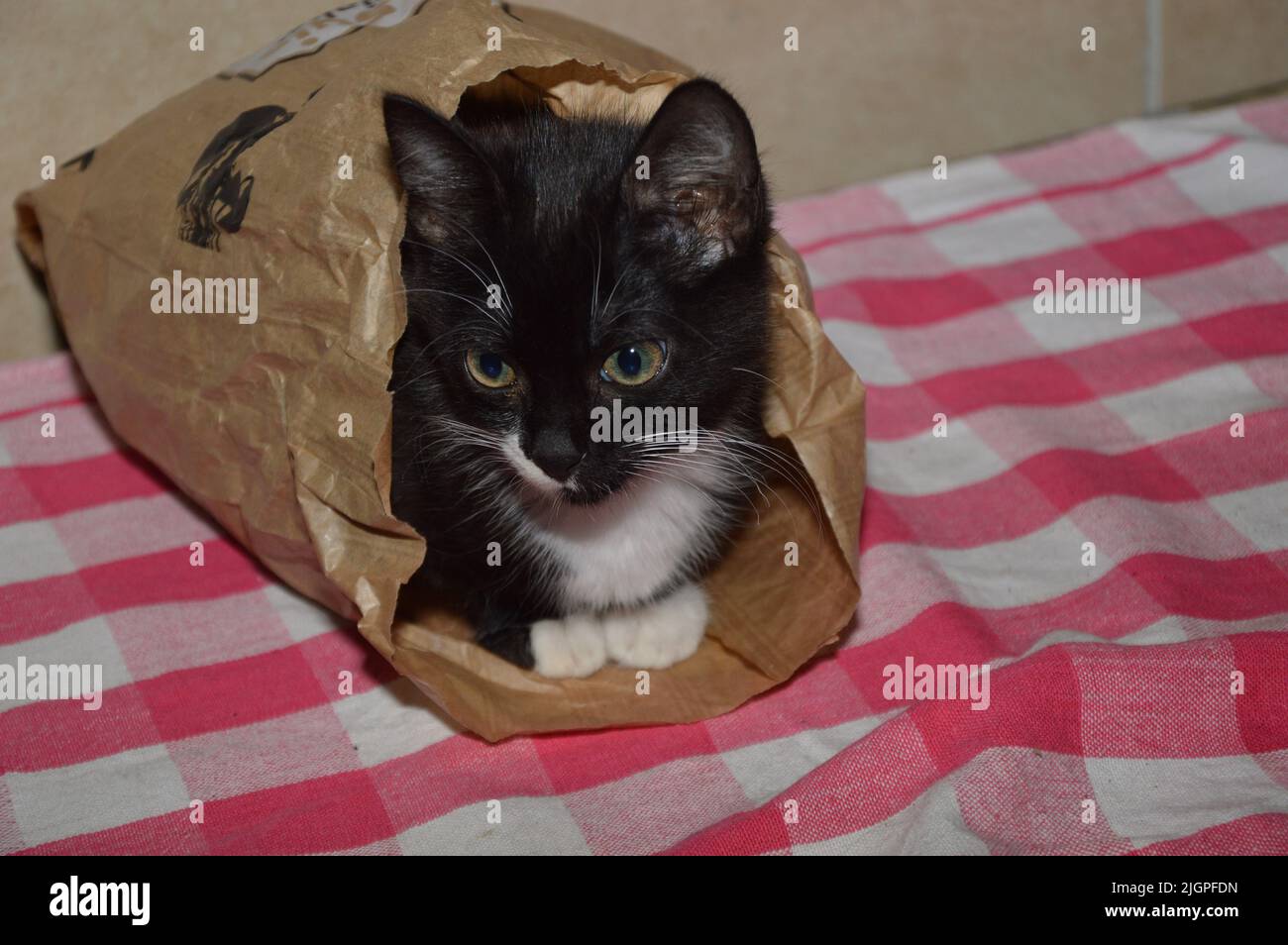 Un primo piano di un gattino divertente e carino in un sacchetto di carta Foto Stock