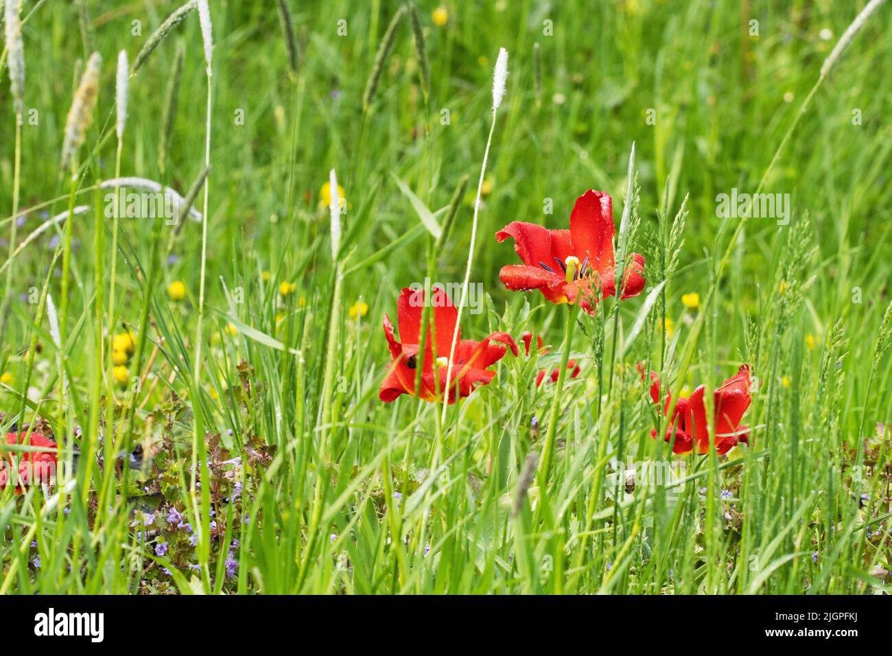 Tulipani rossi luminosi che fioriscono in erba alta e lussureggiante Foto Stock