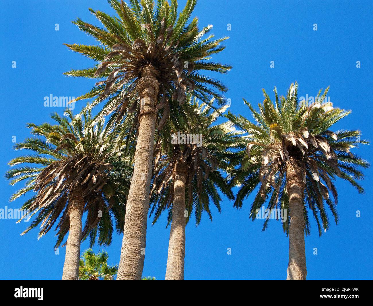 Alberi di palma nel distretto di città San Nicolas, Las Palmas, Grand Canary, isole Canarie, Spagna, Europa Foto Stock