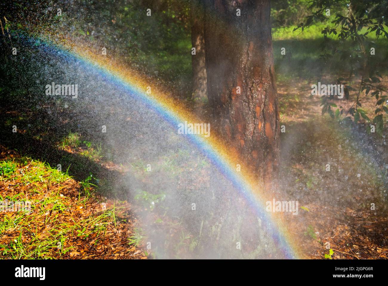 Arcobaleno formato da spruzzatura con un tubo da giardino. Foto Stock