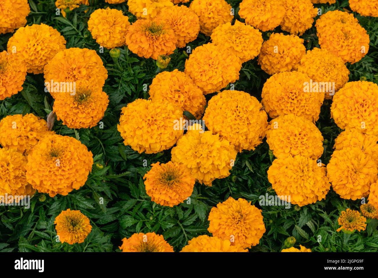 Calendula di Marigold, fiori di tagete d'arancio con verde brillante foglie vista dall'alto. Piante da giardino in crescita, biancheria da letto fiori Foto Stock