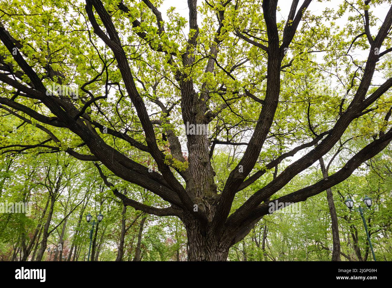 Grande quercia vecchia con foglie giovani di verde chiaro nel parco primaverile della città. Osserva in su attraverso i rami lunghi dell'albero di un albero Foto Stock