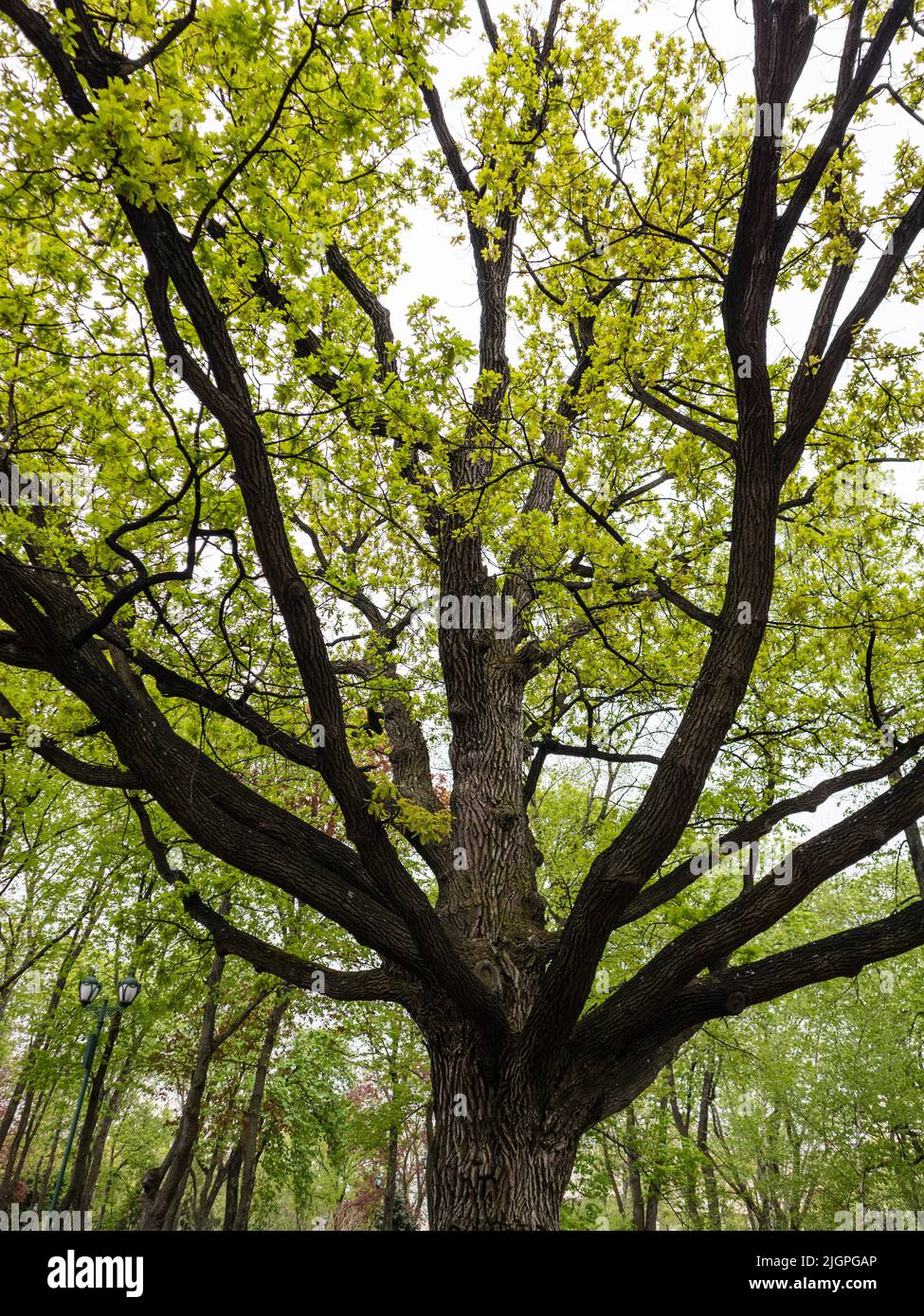 Grande quercia vecchia con foglie giovani di verde chiaro nel parco primaverile della città. Osserva in su attraverso i rami lunghi dell'albero di un albero Foto Stock