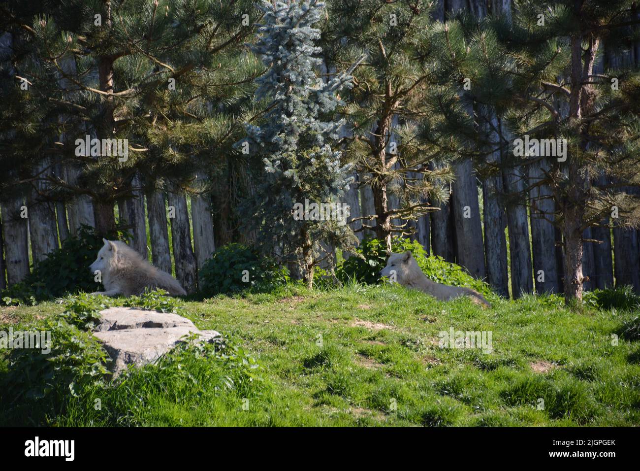 Una vista distante di due lupi artici nel parco zoo di beauval, Francia Foto Stock