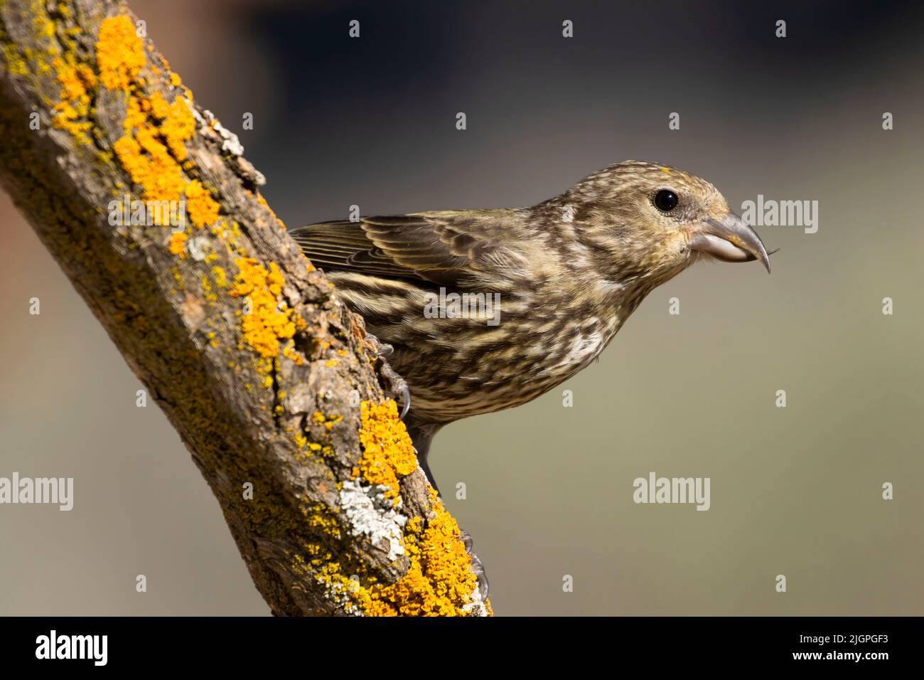 Red crossbill (Loxia curvirostra), Cabin Lake Viewing Blind, Deschutes National Forest, Oregon Foto Stock