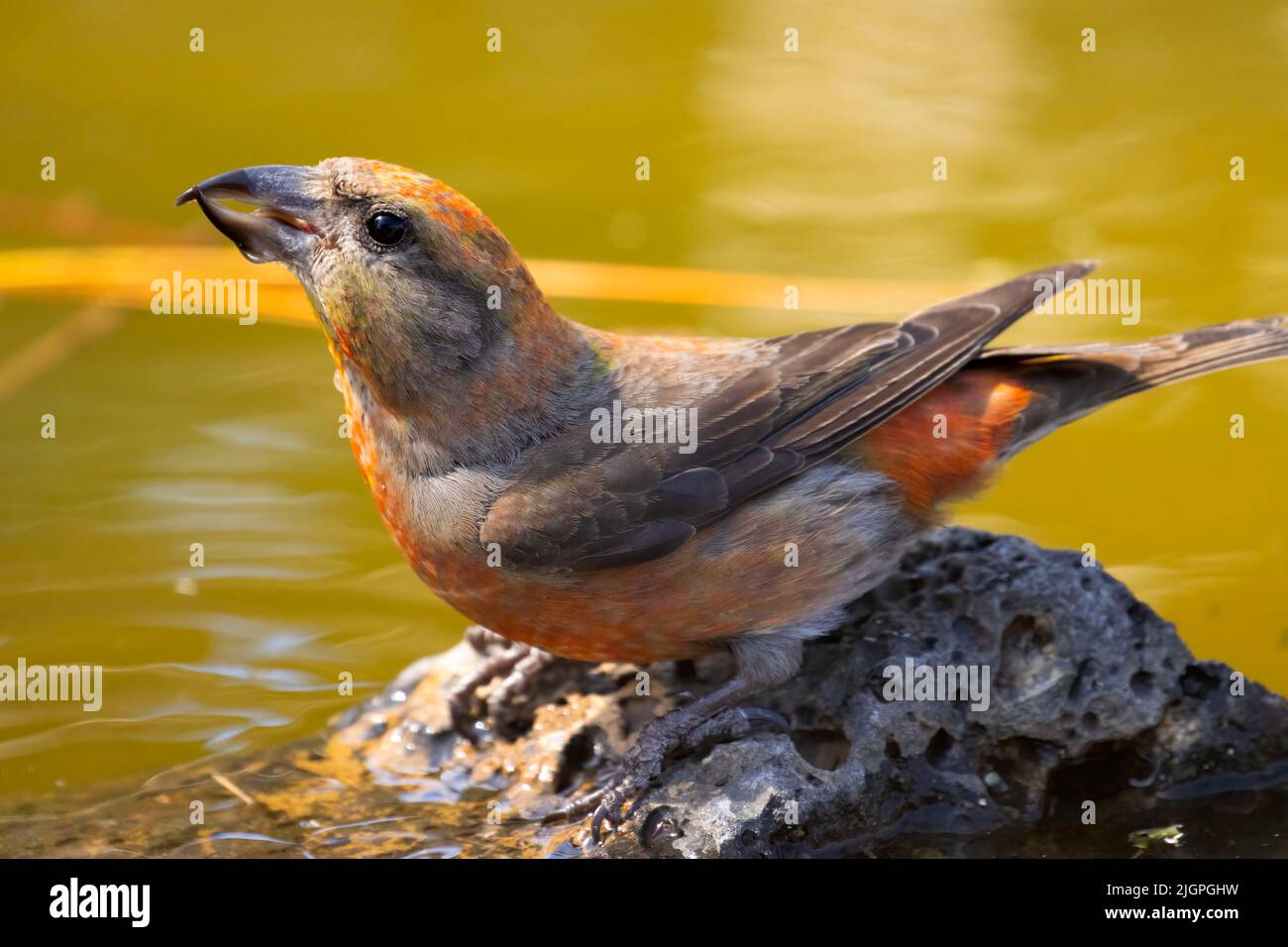 Red crossbill (Loxia curvirostra), Cabin Lake Viewing Blind, Deschutes National Forest, Oregon Foto Stock