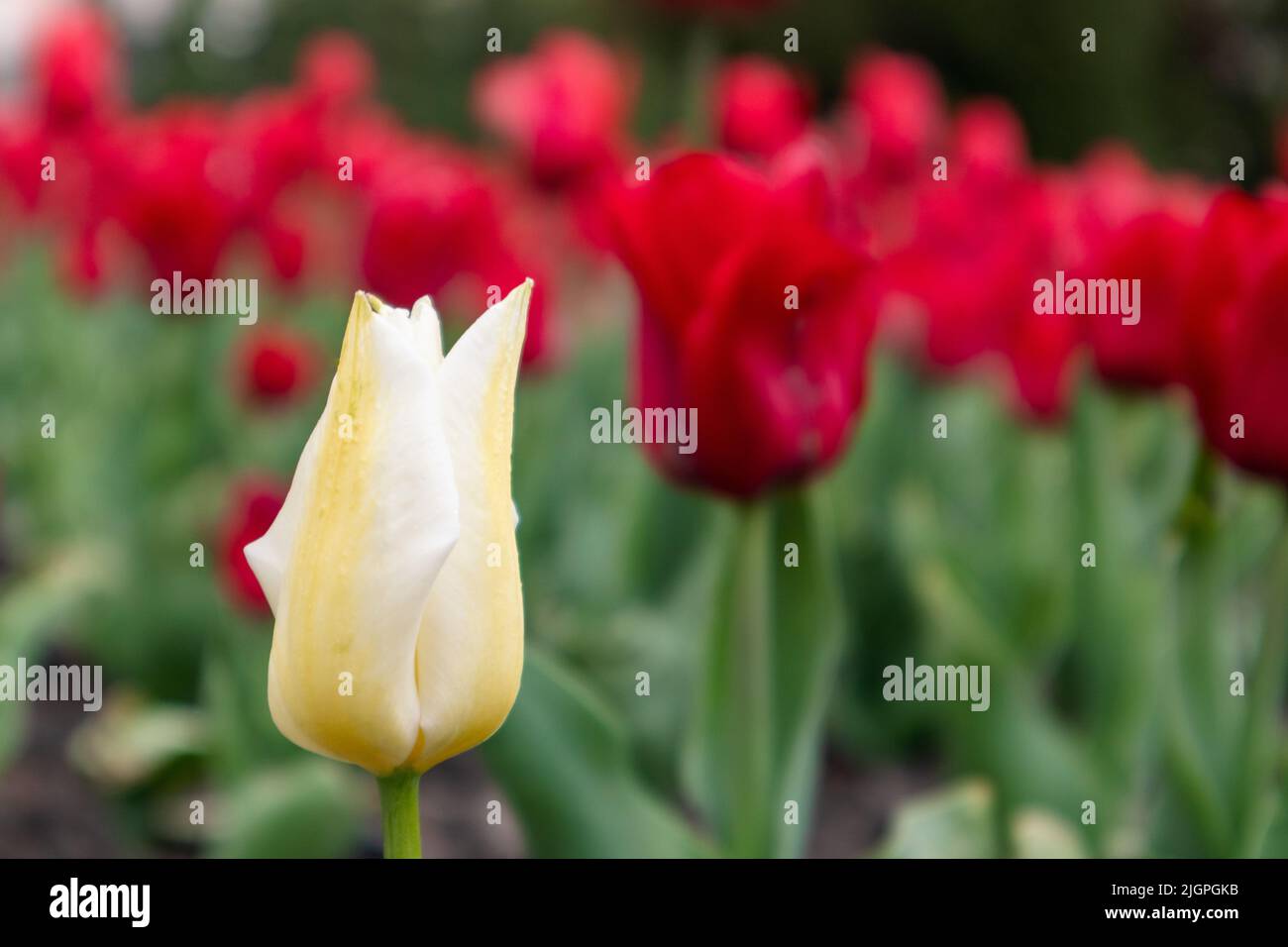 Tulipano fiore bianco su tulipani rosso prato, fiore letto primo piano, primavera fiore con sfondo sfocato. Romantico prato fogliame Foto Stock