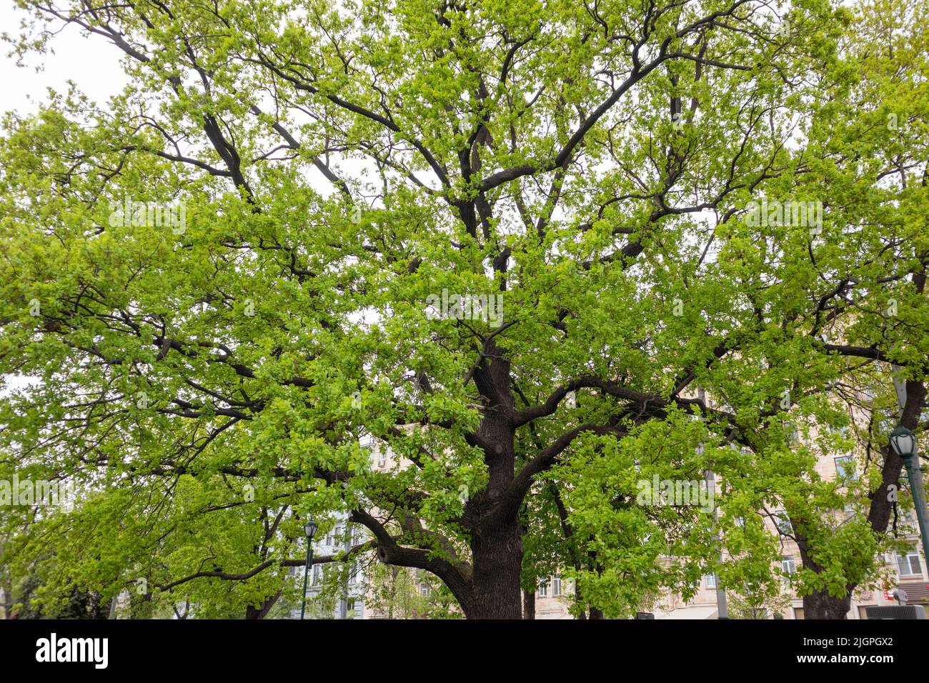 Grande quercia vecchia con foglie giovani di verde chiaro nel parco primaverile della città. Guarda attraverso lunghi rami di alberi verdi e chiari sul cielo grigio Foto Stock