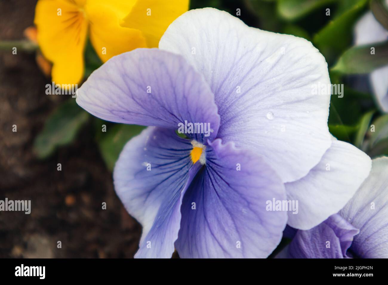 Viola blu Cornuta collana fiore con petali teneri e centro giallo primo piano, sfondo floreale con fiori in fiore di pansy heartsease Foto Stock