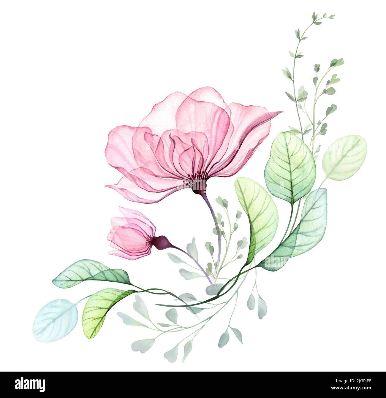 Acquerello disposizione astratta di grandi fiori rosa e foglie di eucalipto. Rose con rami volanti. Illustrazione disegnata a mano trasparente isolata su Foto Stock